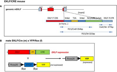 Generation, characterization, and use of EKLF(Klf1)/CRE knock-in mice for cell-restricted analyses
